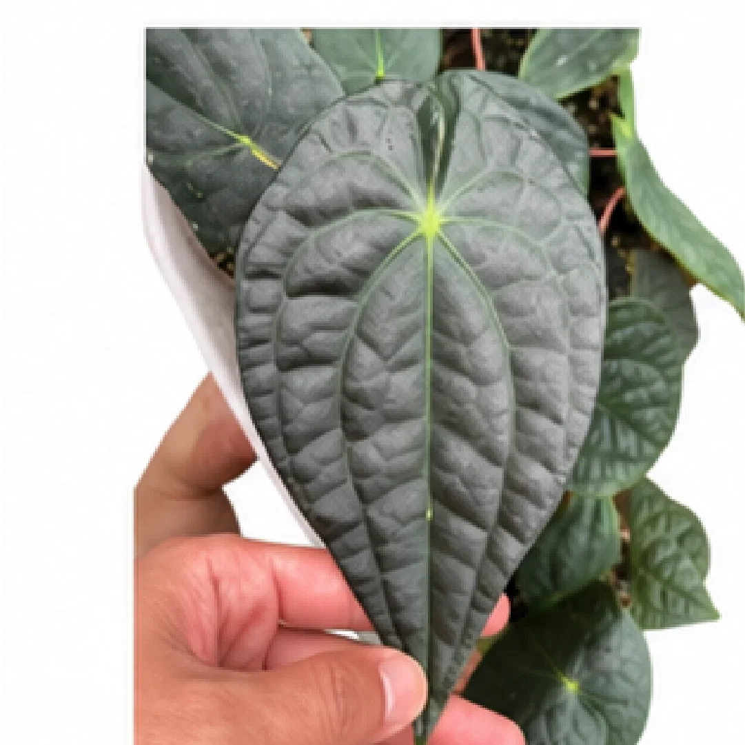 Anthurium 'David Portilla' (Forgetii X Luxurians) – Tissue Culture