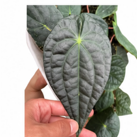 Anthurium 'David Portilla' (Forgetii X Luxurians) – Tissue Culture