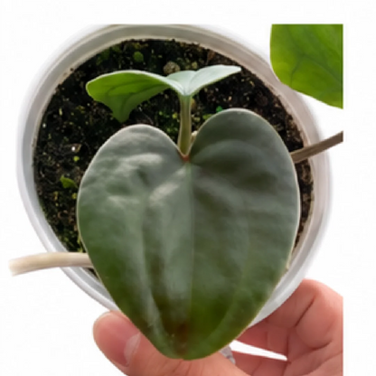 Anthurium AOS (Ace of Spades) X Luxurians – Tissue Culture