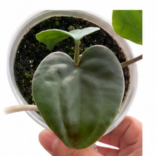 Anthurium AOS (Ace of Spades) X Luxurians – Tissue Culture