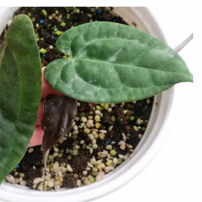 Anthurium AOS (Ace of Spades) X Papillilaminum (Papi) – Tissue Culture