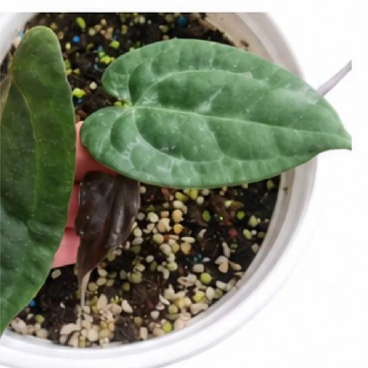 Anthurium AOS (Ace of Spades) X Papillilaminum (Papi) – Tissue Culture