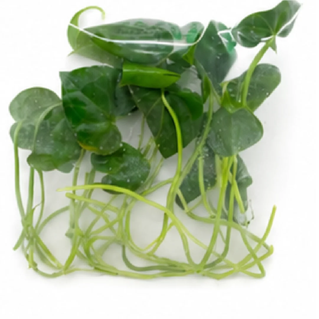 Anthurium Clarinervium Hybrid Sulanjana King X Silver Tiger – Tissue Culture