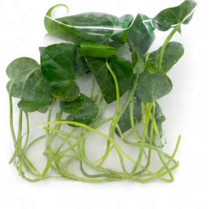 Anthurium Clarinervium Hybrid Sulanjana King X Silver Tiger – Tissue Culture