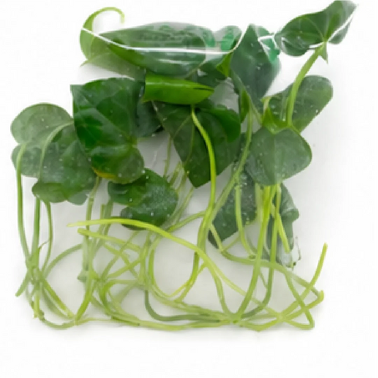 Anthurium Clarinervium Hybrid Sulanjana King X Silver Tiger – Tissue Culture