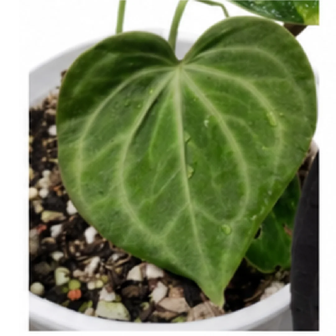 Anthurium Clarinervium Hybrid Sulanjana King X Silver Tiger – Tissue Culture
