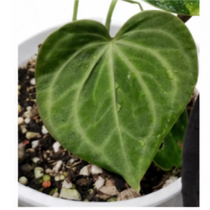 Anthurium Clarinervium Hybrid Sulanjana King X Silver Tiger – Tissue Culture