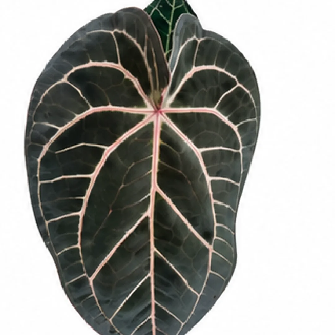 Anthurium Wonderboy X Michelle – Tissue Culture