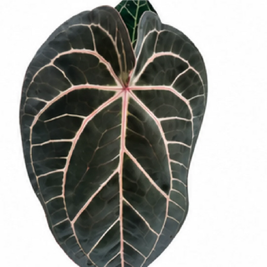 Anthurium Wonderboy X Michelle – Tissue Culture