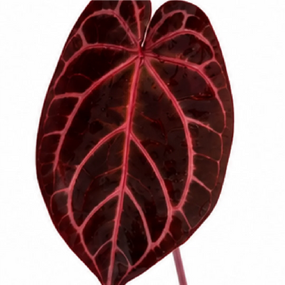 Anthurium Wonderboy X Michelle – Tissue Culture