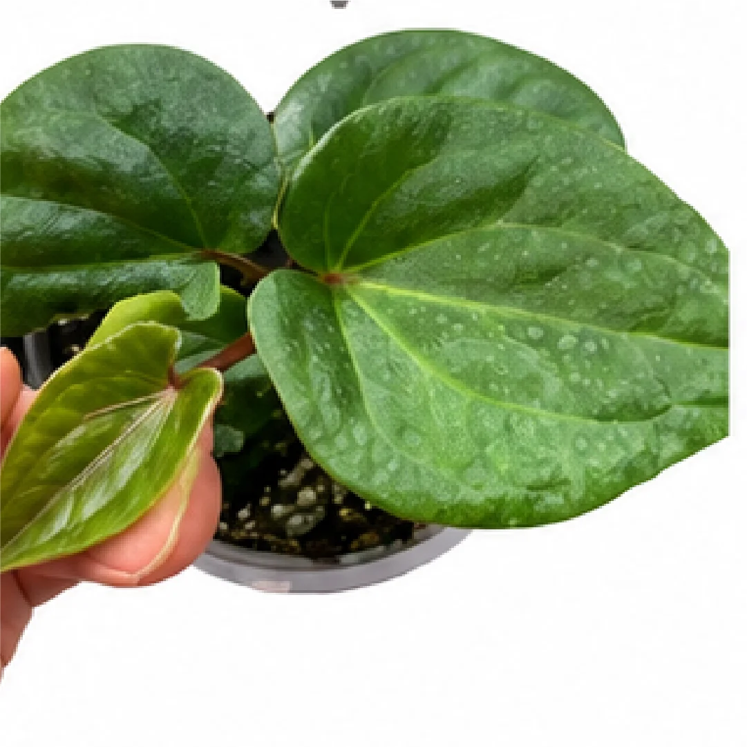 Anthurium Papillilaminum X Red Dark Phoenix – Tissue Culture