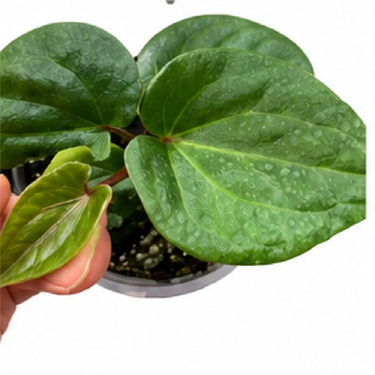 Anthurium Papillilaminum X Red Dark Phoenix – Tissue Culture