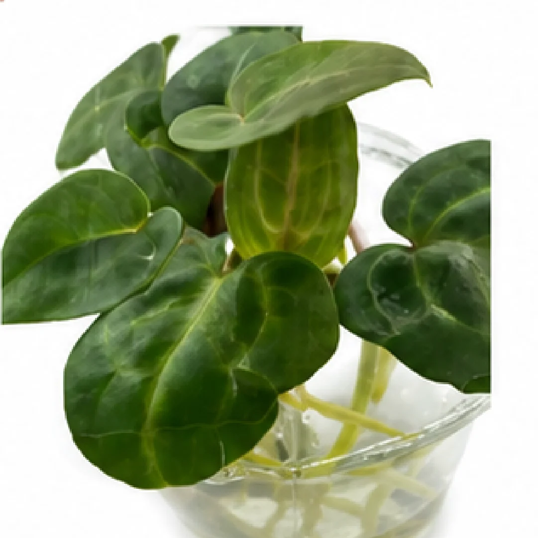 Anthurium Indo Portillae X Dark Phoenix – Tissue Culture