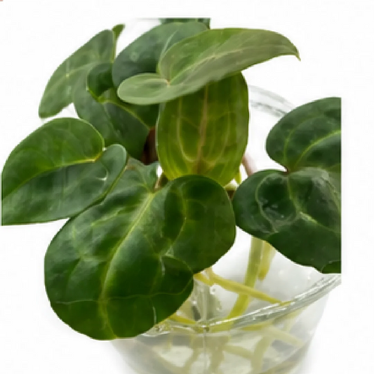 Anthurium Indo Portillae X Dark Phoenix – Tissue Culture
