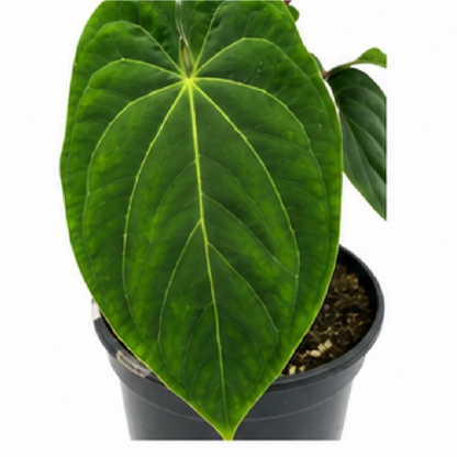 Green Phoenix – Tissue Culture