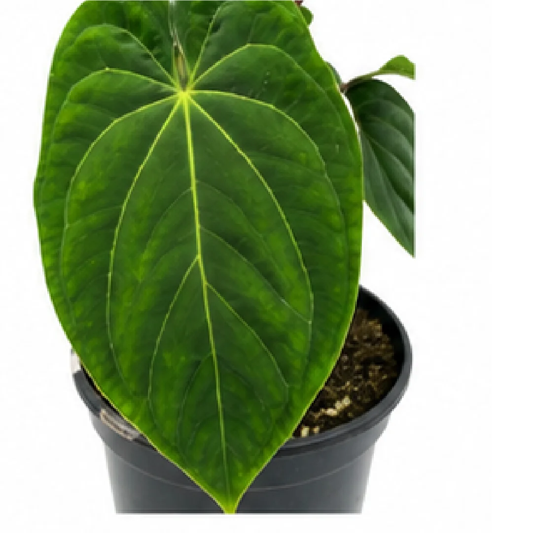 Green Phoenix – Tissue Culture