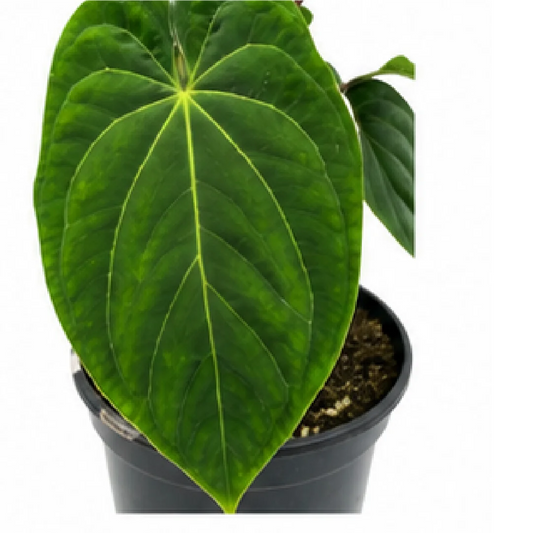 Green Phoenix – Tissue Culture