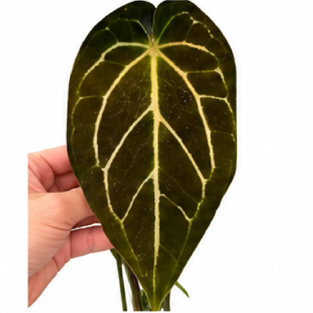 Anthurium Black Velvet – Tissue Culture