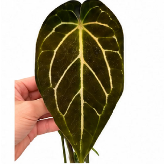 Anthurium Black Velvet – Tissue Culture