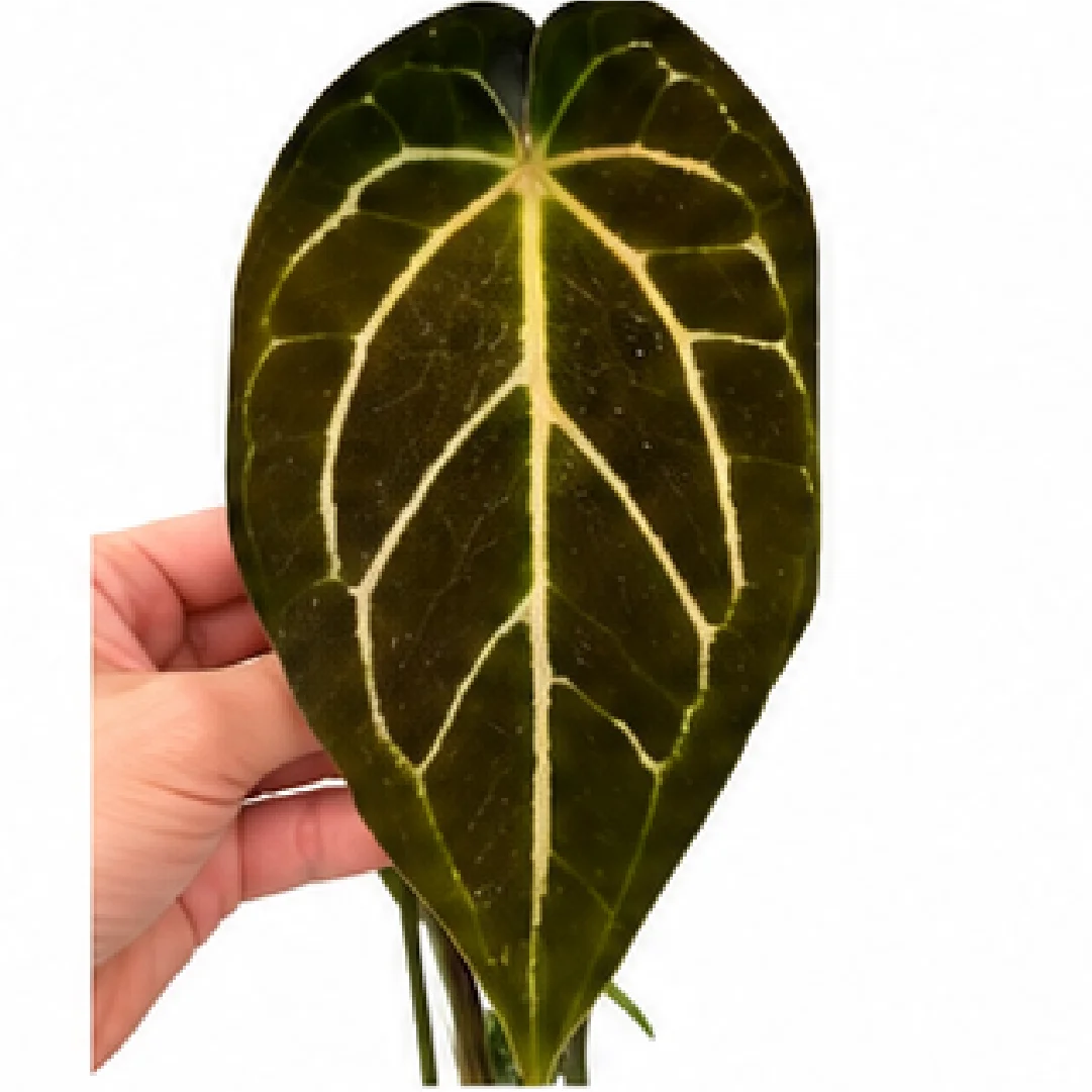 Anthurium Black Velvet – Tissue Culture