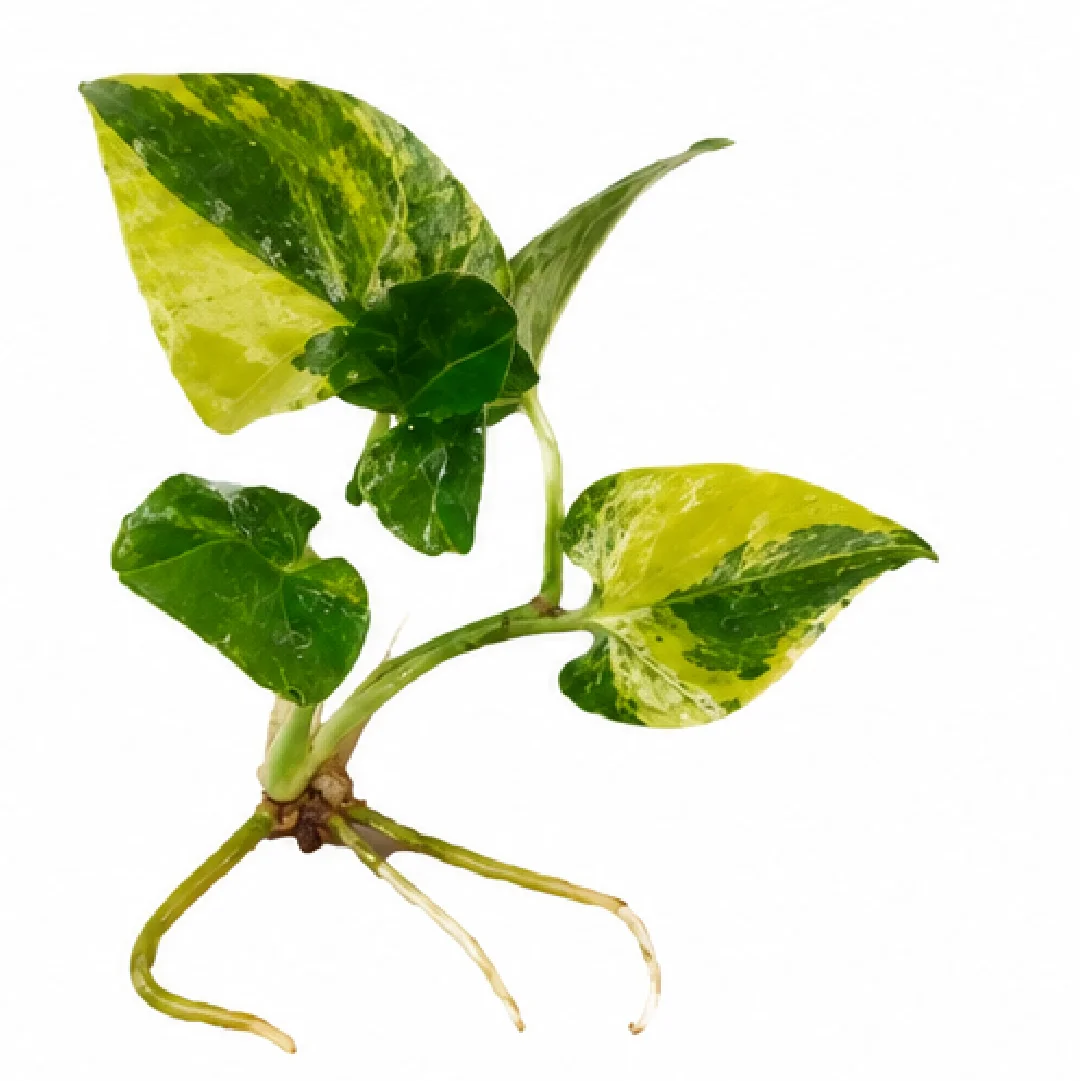 Philodendron Goeldii Var (Thaumatophyllum Spruceanum Var) Tissue Culture