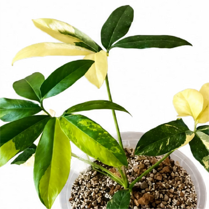 Philodendron Goeldii Var (Thaumatophyllum Spruceanum Var) Tissue Culture