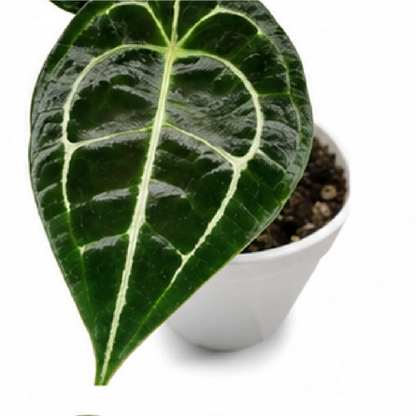 Anthurium Forgetii Dark Form X Black Velvet – Tissue Culture