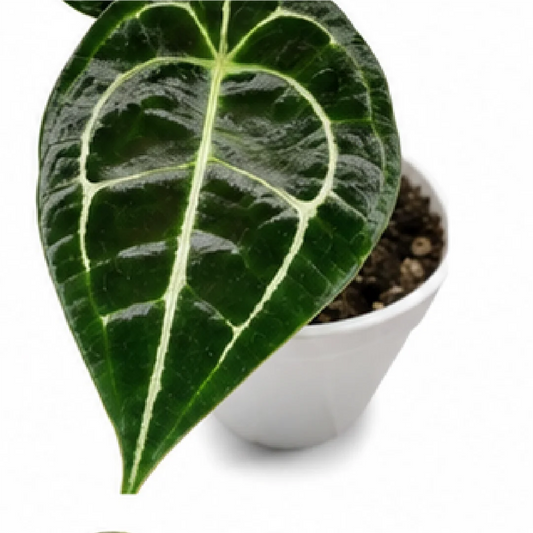 Anthurium Forgetii Dark Form X Black Velvet – Tissue Culture