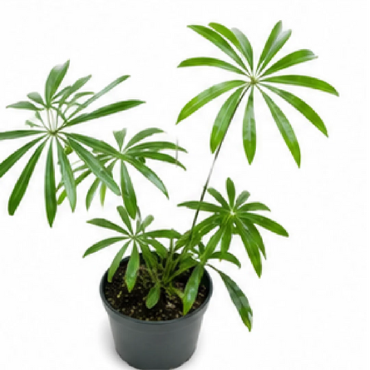 Anthurium Variabile / Eminens – Tissue Culture