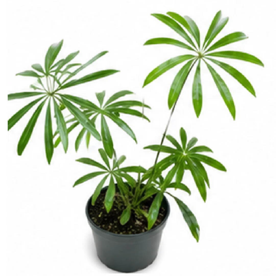 Anthurium Variabile / Eminens – Tissue Culture