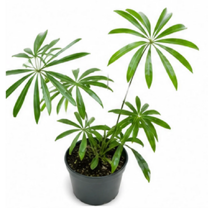Anthurium Variabile / Eminens – Tissue Culture