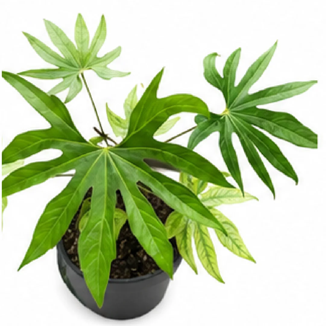 Anthurium Macrolobium – Tissue Culture