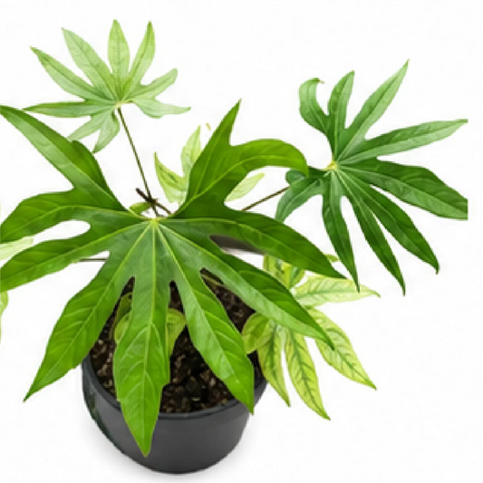 Anthurium Macrolobium – Tissue Culture
