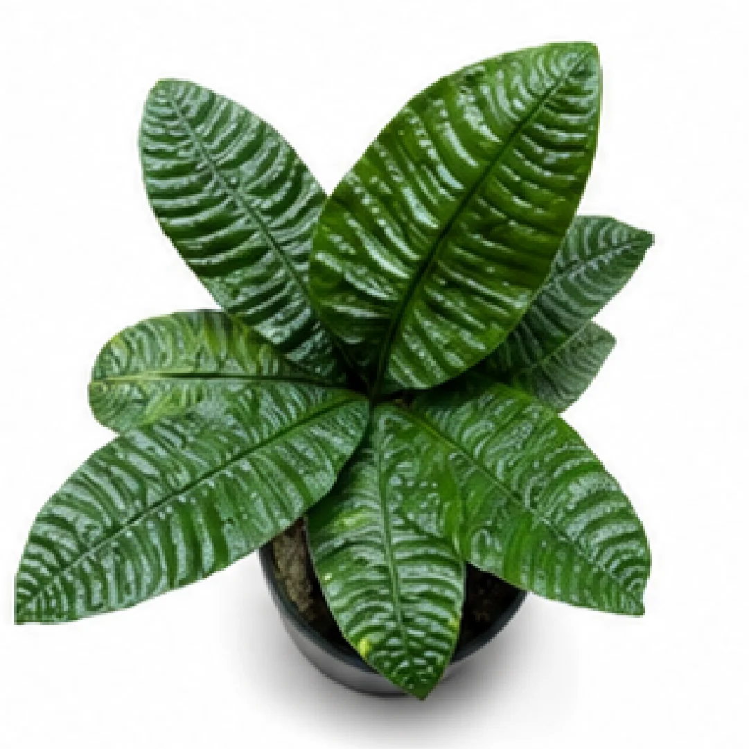 Anthurium Reflexinervium – Tissue Culture