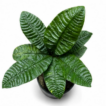 Anthurium Reflexinervium – Tissue Culture