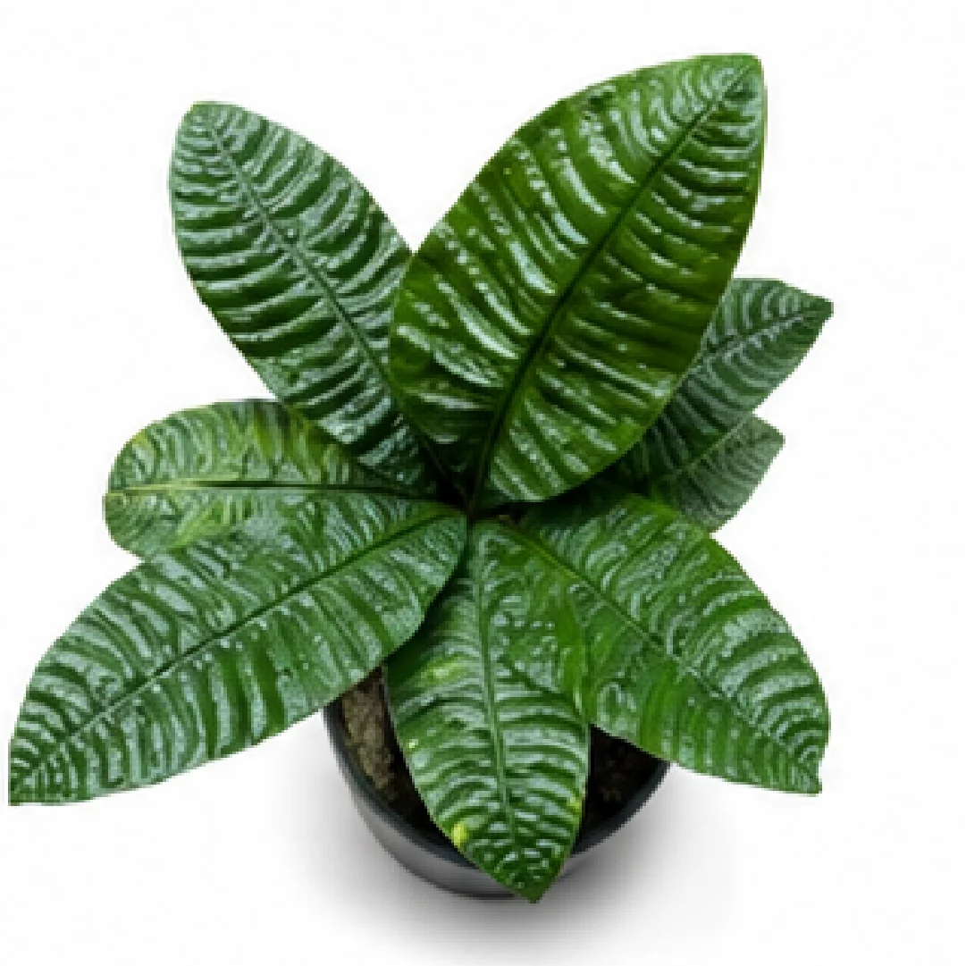 Anthurium Reflexinervium – Tissue Culture