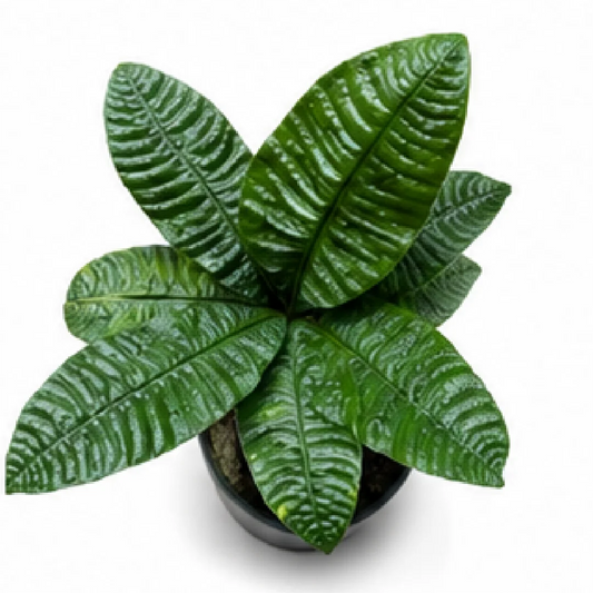 Anthurium Reflexinervium – Tissue Culture