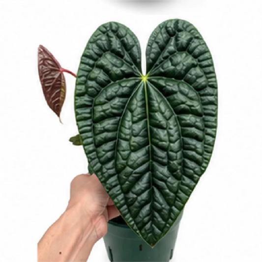 Anthurium Luxurians (Original Species) – Tissue Culture