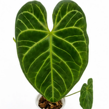 Anthurium Regale X Crystallinum – Tissue Culture
