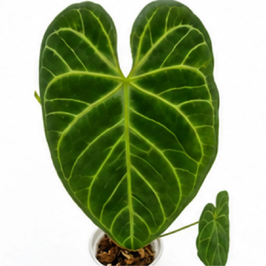 Anthurium Regale X Crystallinum – Tissue Culture