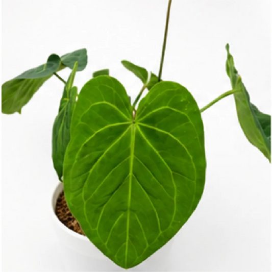 Anthurium Forgetii X Crystallinum – Tissue Culture
