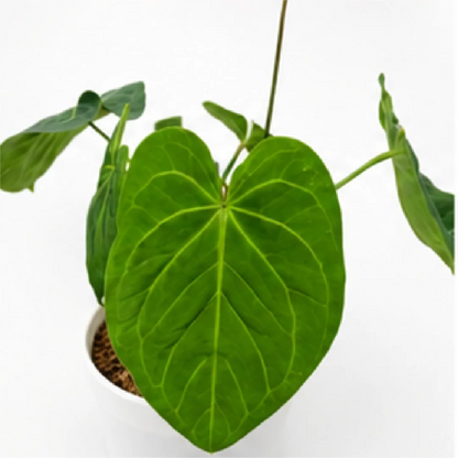 Anthurium Forgetii X Crystallinum – Tissue Culture