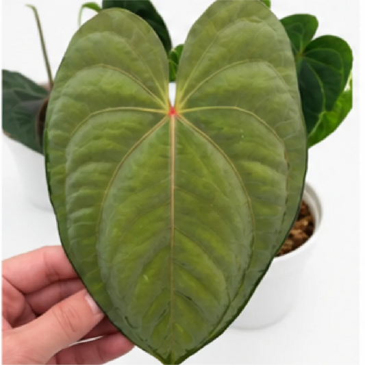 Anthurium Dark Mama X Dressleri – Tissue Culture