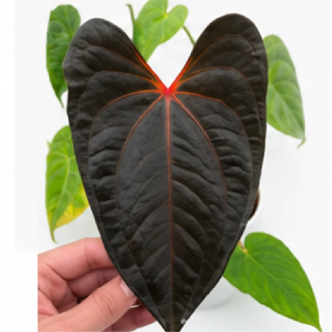 Anthurium Dark Mama X Dressleri – Tissue Culture