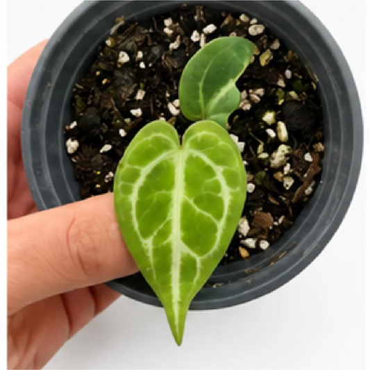 Anthurium Dorayaki – Tissue Culture