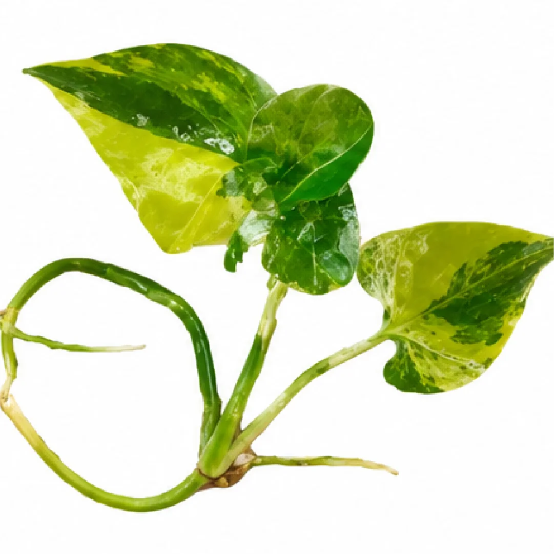 Philodendron Selloum Hope Var Tissue Culture