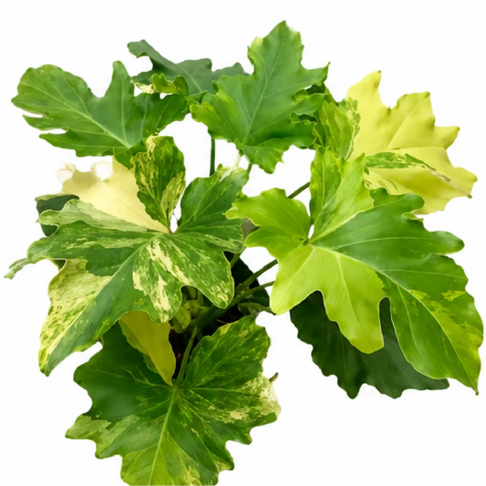Philodendron Selloum Hope Var Tissue Culture