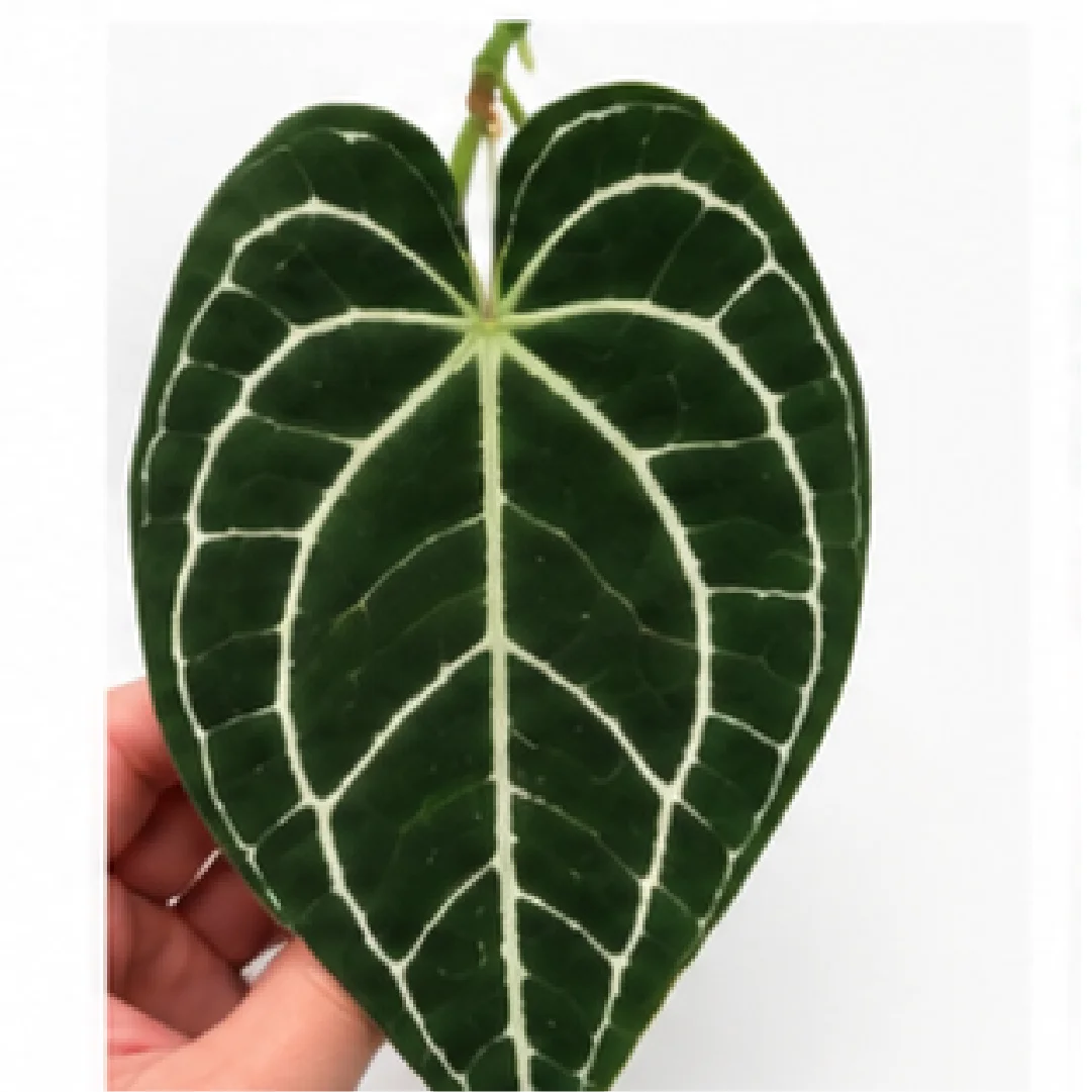 Anthurium Crystallinum X Dorayaki – Tissue Culture