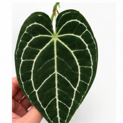 Anthurium Crystallinum X Dorayaki – Tissue Culture