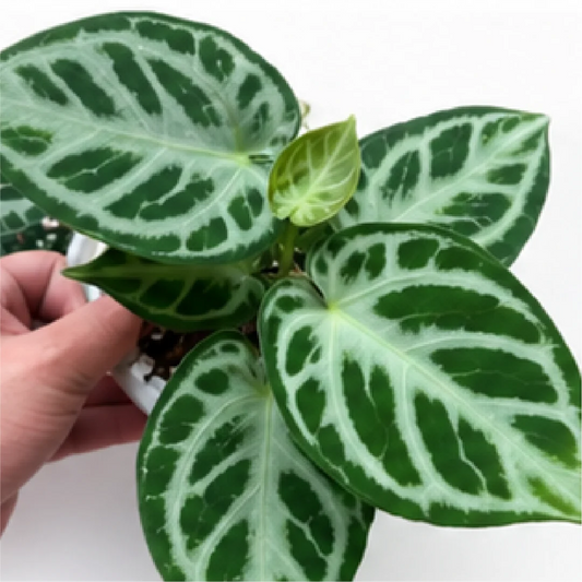 Anthurium Crystallinum X Dorayaki – Tissue Culture